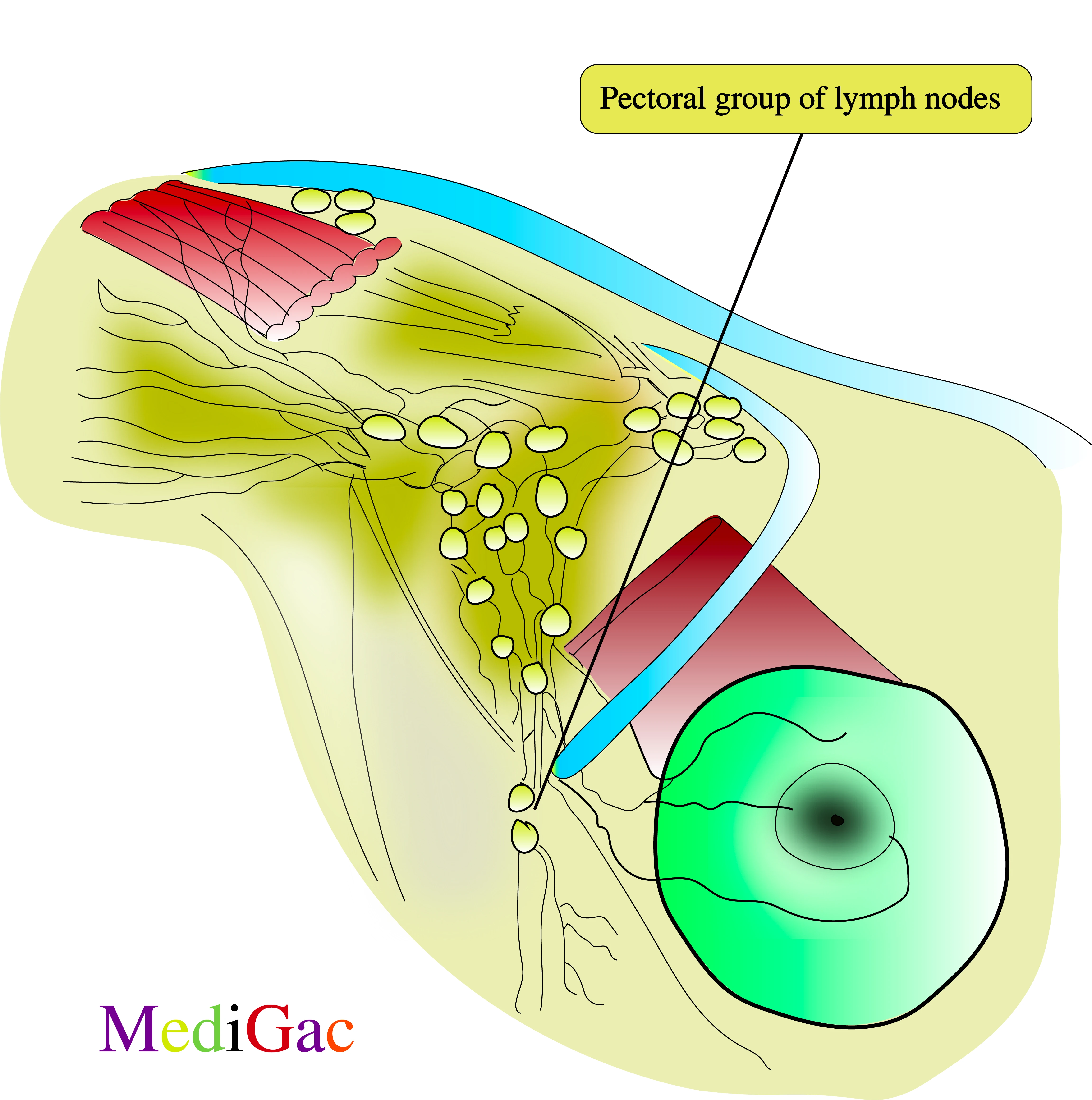 Pectoral group of lymph nodes